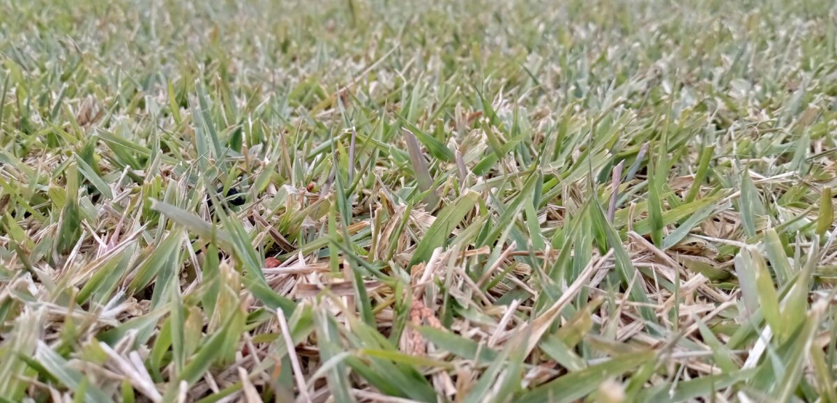 緑の時期がながーい野芝品種「善緑（ぜんみどり）」を紹介します